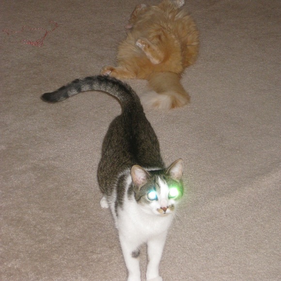 Meet your Posher, Ann - Picture 1 of 1